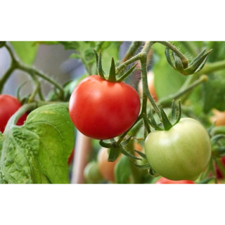Cây  giống cà chua siêu quả, dễ trồng