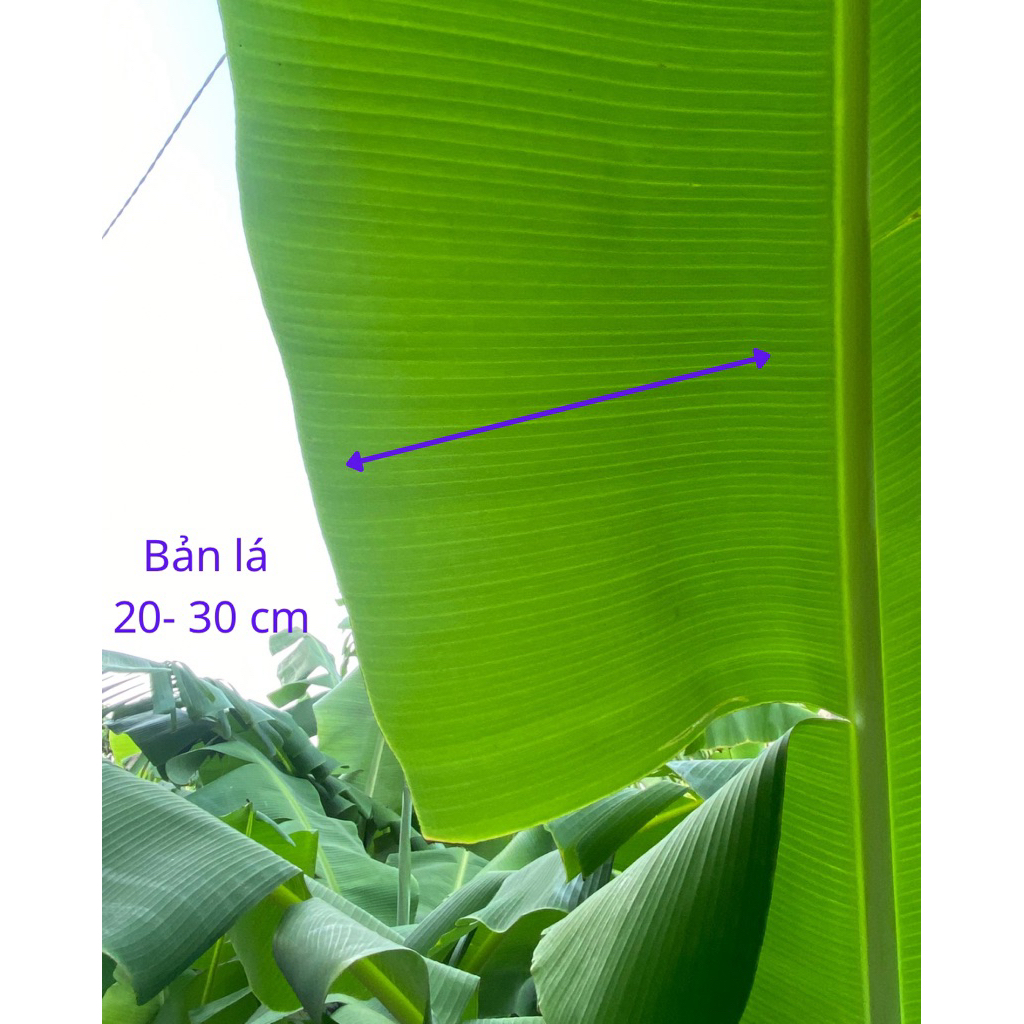 1KG lá chuối tươi chuối Bến Tre bản lá rộng 20 - 28 cm