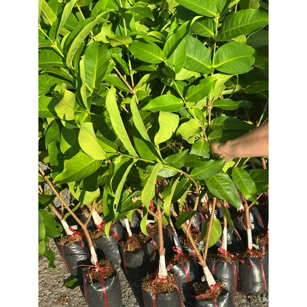 Cây giống Mận Hồng MST Sóc Trăng – Mận MST trái to ngọt.