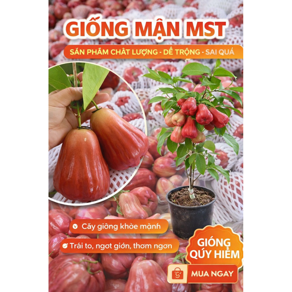Cây giống Mận Hồng MST Sóc Trăng – Mận MST trái to ngọt.
