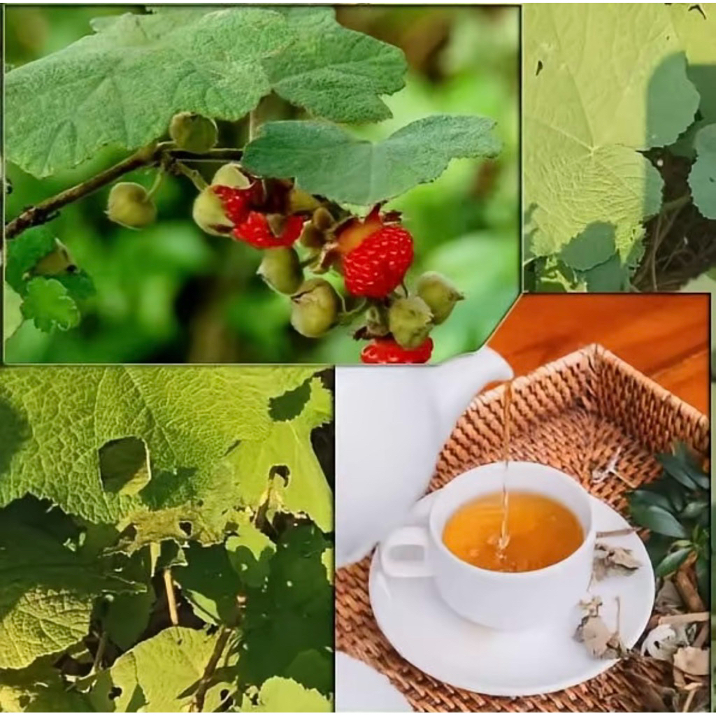 Trà Túi Lọc Mâm Xôi Rừng Tự Nhiên, Hộp 45 Túi Lọc Thanh Mát, Tốt Cho Sức Khoẻ, Viêm PK Cải Thiện Râu