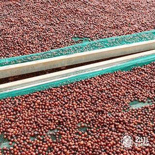 Cà Phê Arabica Đà Lạt Nguyên Chất vị Chua Thanh,Hương Trái cây pha máy - pha phin Zili Coffee [250g]