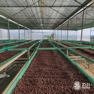 Cà Phê Arabica Dalat - Zili Coffee - VỊ CHUA NHẸ, HOA, TRÁI CÂY ĐỎ, NGỌT THANH [Hộp 8 TÚI LỌC x 15g]