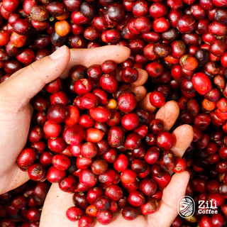 Cà Phê Hòa Tan 3 in 1- Zili Coffee - HƯƠNG VỊ CỔ ĐIỂN, HẬU VỊ NGỌT, BÉO VỪA - [Hộp 10 gói 20g]