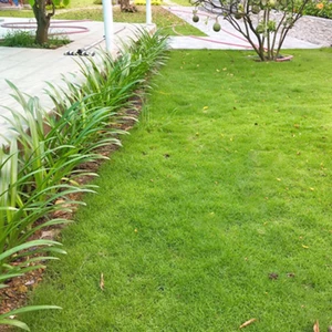 HẠT GIỐNG CỎ NHUNG NHẬT sân vườn, chuản HÀNG NHẬP KHẨU