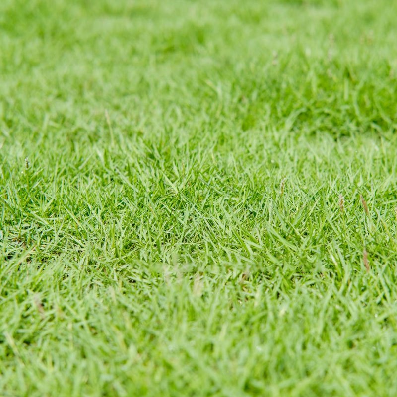HẠT GIỐNG CỎ NHUNG NHẬT sân vườn, chuản HÀNG NHẬP KHẨU