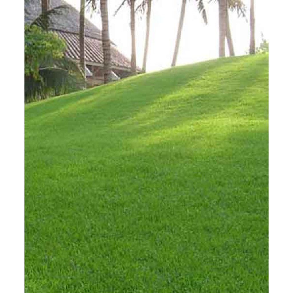 HẠT GIỐNG CỎ NHUNG NHẬT sân vườn, chuản HÀNG NHẬP KHẨU