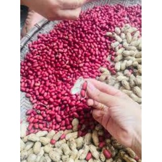 lạc ri đỏ điện biên