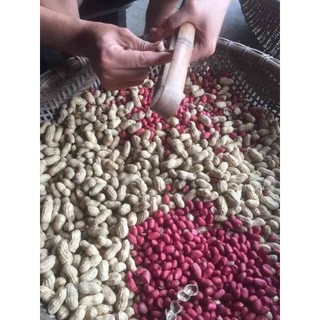 lạc ri đỏ điện biên