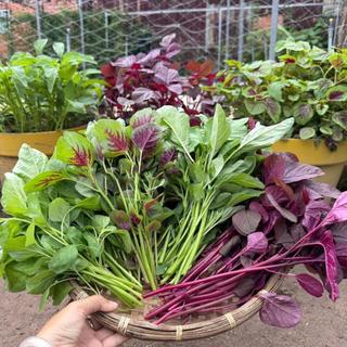 Hạt Giống Rau Ăn Lá Dễ Trồng, Nhanh Thu Hoạch, Năng Suất Cao,Trồng Chậu, Vườn, Thùng Xốp