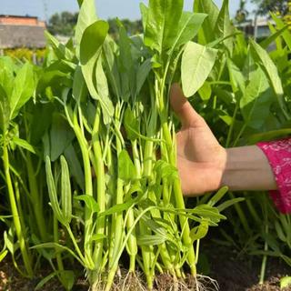 Hạt Giống Rau Ăn Lá Dễ Trồng, Nhanh Thu Hoạch, Năng Suất Cao,Trồng Chậu, Vườn, Thùng Xốp