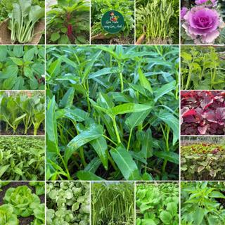 Hạt Giống Rau Ăn Lá Dễ Trồng, Nhanh Thu Hoạch, Năng Suất Cao,Trồng Chậu, Vườn, Thùng Xốp