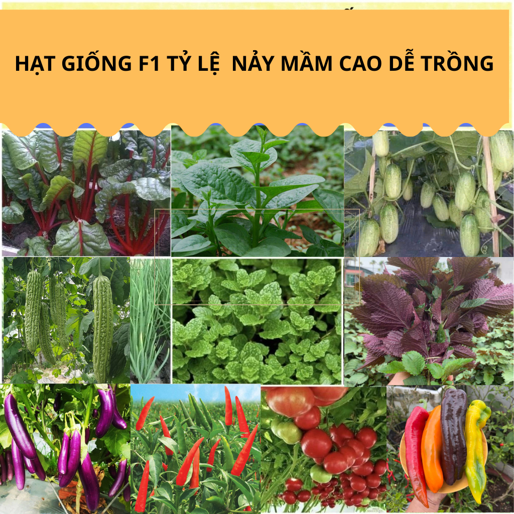 Hạt giống rau củ quả các loại hàng chính hãng công ty trồng quanh năm