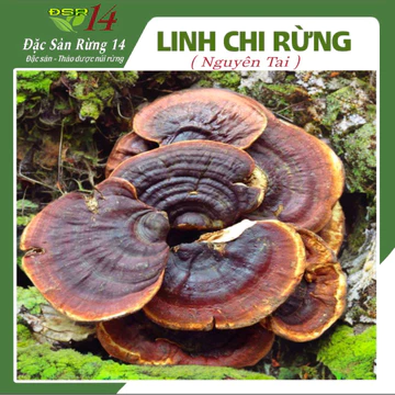 1kg Nấm Linh Chi Rừng Nguyên Tai , Pha Trà ,Ngâm uống (Cam Kết Chuẩn Rừng ) Đặc Sản Rừng 14