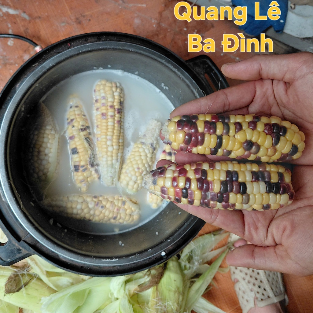 Hạt Giống Bắp Ngô Ngũ Sắc Đế Vương( Ngô Kim Cương - Gói 50 Hạt)- [Độc lạ, Ăn ngon đậm vị - Dễ trồng, giàu dinh dưỡng]