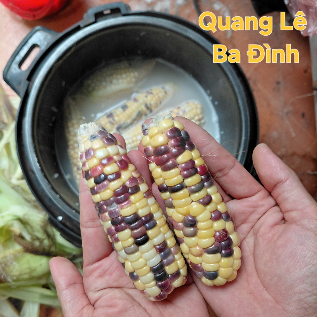Hạt Giống Bắp Ngô Ngũ Sắc Đế Vương( Ngô Kim Cương - Gói 50 Hạt)- [Độc lạ, Ăn ngon đậm vị - Dễ trồng, giàu dinh dưỡng]