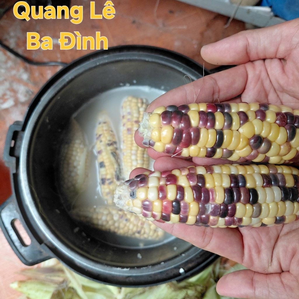 Hạt Giống Bắp Ngô Ngũ Sắc Đế Vương( Ngô Kim Cương - Gói 50 Hạt)- [Độc lạ, Ăn ngon đậm vị - Dễ trồng, giàu dinh dưỡng]