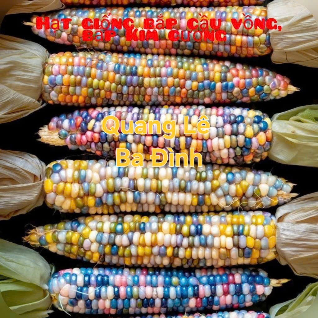 Hạt Giống Bắp Ngô Ngũ Sắc Đế Vương( Ngô Kim Cương - Gói 50 Hạt)- [Độc lạ, Ăn ngon đậm vị - Dễ trồng, giàu dinh dưỡng]