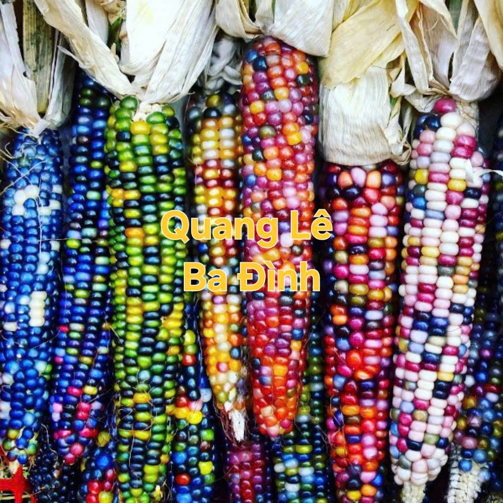Hạt Giống Bắp Ngô Ngũ Sắc Đế Vương( Ngô Kim Cương - Gói 50 Hạt)- [Độc lạ, Ăn ngon đậm vị - Dễ trồng, giàu dinh dưỡng]