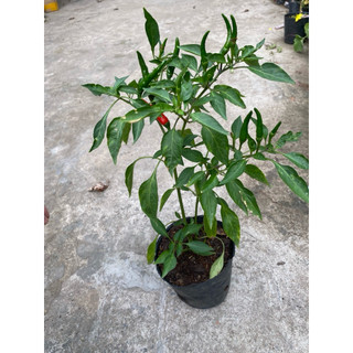 Chậu cây ớt chỉ thiên đang hoa, trái