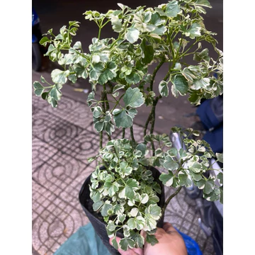Cây đinh lăng lá tròn cẩm thạch (Polyscias balfouriana)