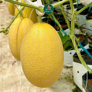Hạt Giống Dưa Lưới Vỏ Vàng F1 (Gói 10 Hạt) Trái To, Cây Khỏe, Năng Suất Cao Trồng Quanh Năm