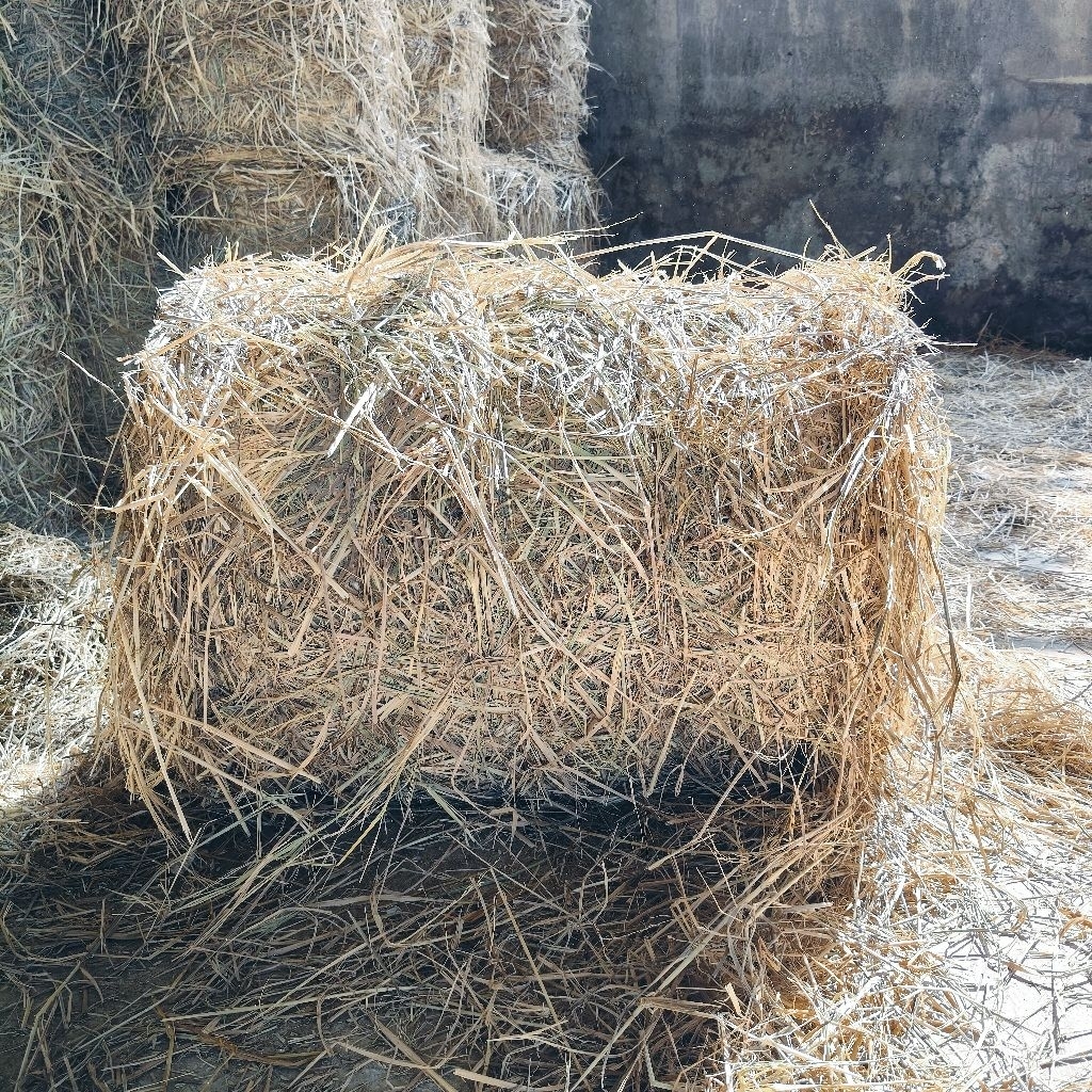 Rơm cuộn khô dùng trang trí,phủ gốc cây trồng, thức ăn, trồng nấm ( túi ...