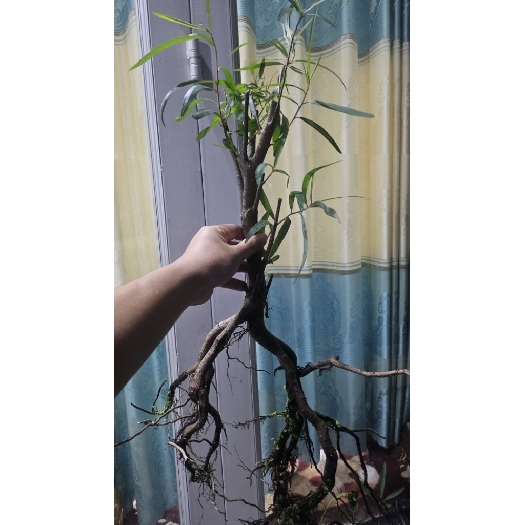 Cây rù rì gốc siêu đẹp đã ra rễ nước thuần nước ngọt biotop siêu đỉnh ...