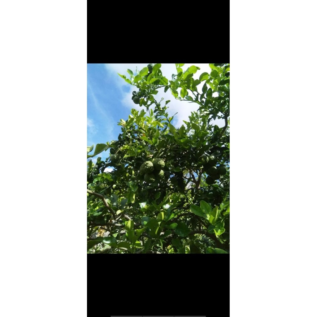 lá chúc tươi, lá chanh thai, hình số 8  , 500g