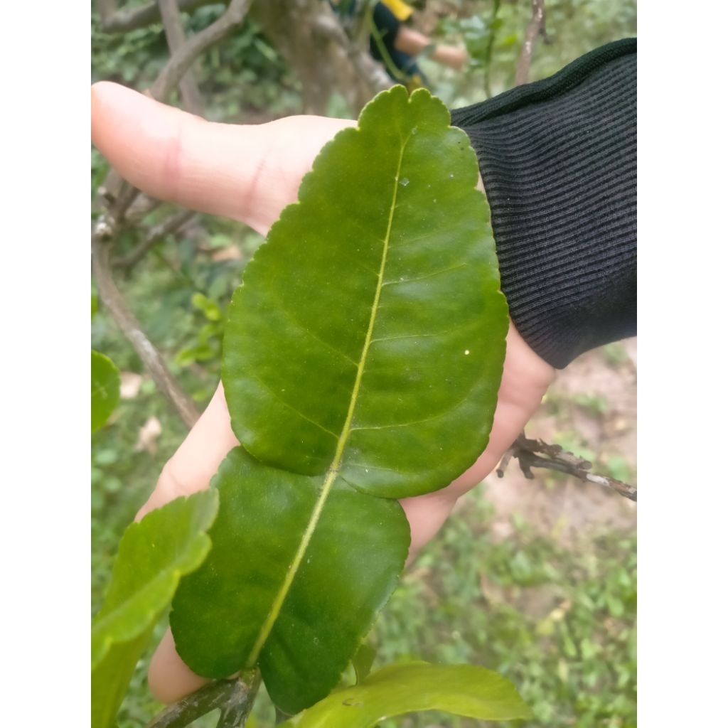 lá chúc tươi, lá chanh thai, hình số 8  , 500g