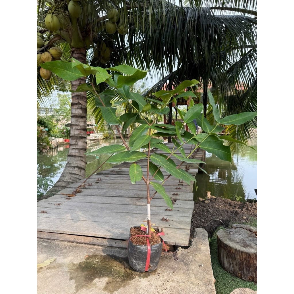 CÂY GIỐNG MẬN XANH DỨA – GIỐNG MỚI, TRÁI NGON.