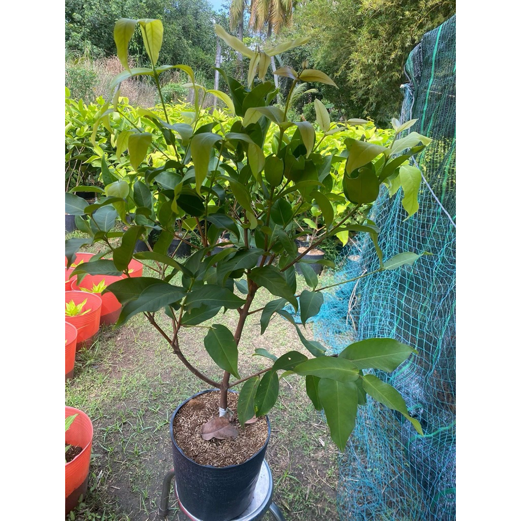 CÂY GIỐNG MẬN XANH DỨA – GIỐNG MỚI, TRÁI NGON.