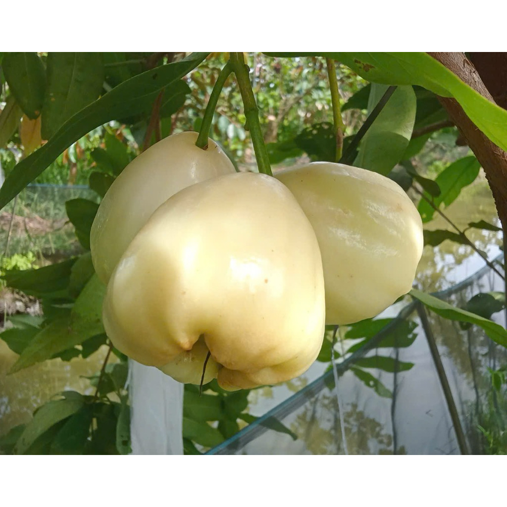 CÂY GIỐNG MẬN XANH DỨA – GIỐNG MỚI, TRÁI NGON.