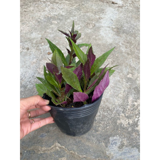 Chậu rau bầu đất tím giàu dinh dưỡng