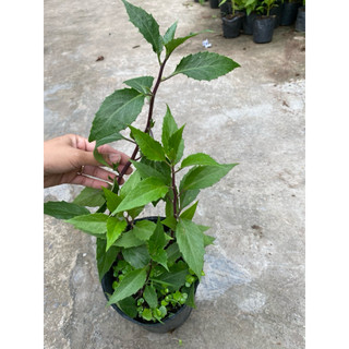Chậu rau lủi rừng( rau rừng Gia Lai)
