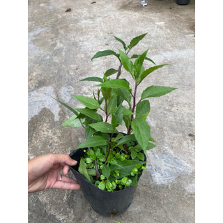 Chậu rau lủi rừng( rau rừng Gia Lai)
