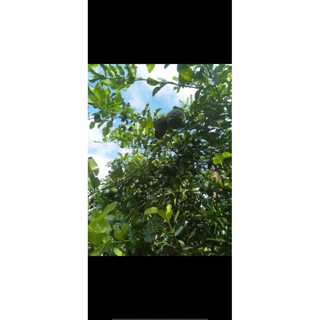 lá chúc tươi, lá chanh thai, hình số 8  , 500g