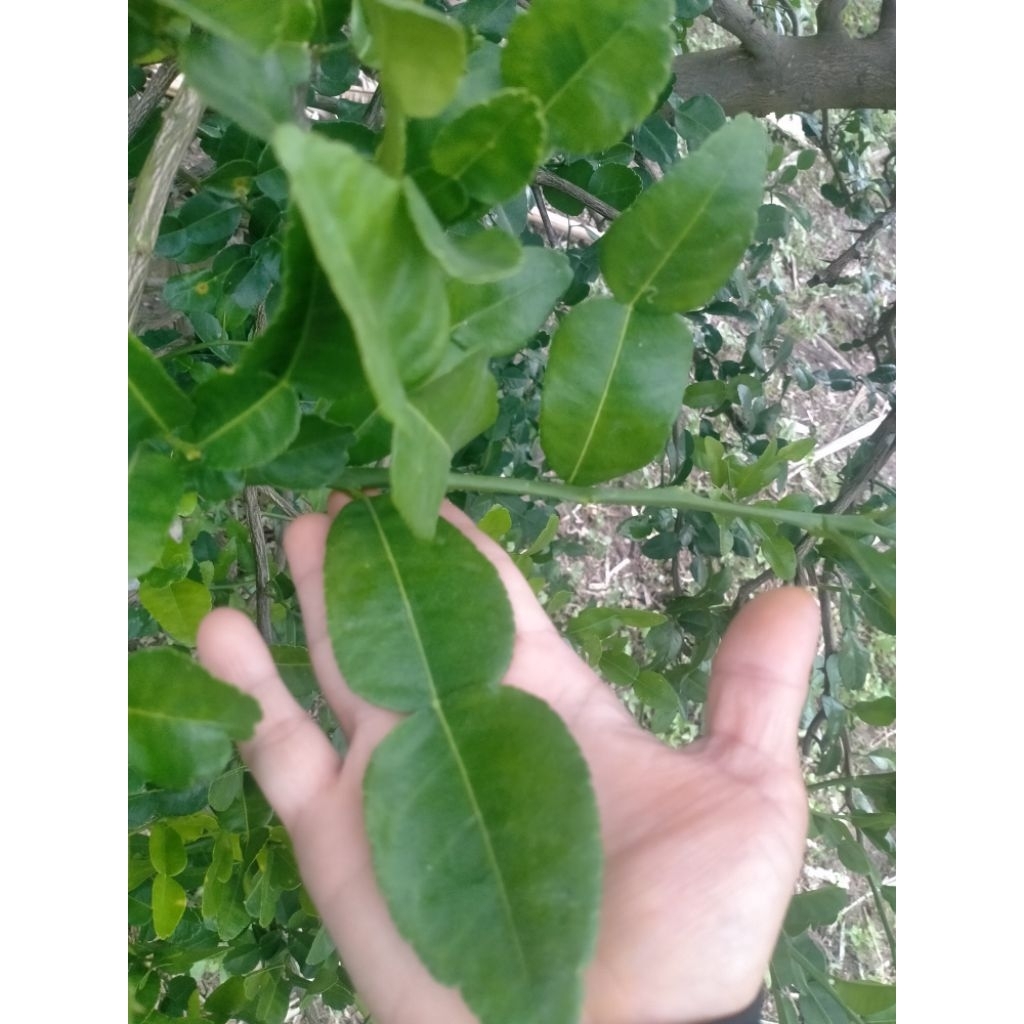 Lá Chúc tươi, lá Chanh Thái, hình số 8,   0,5kg
