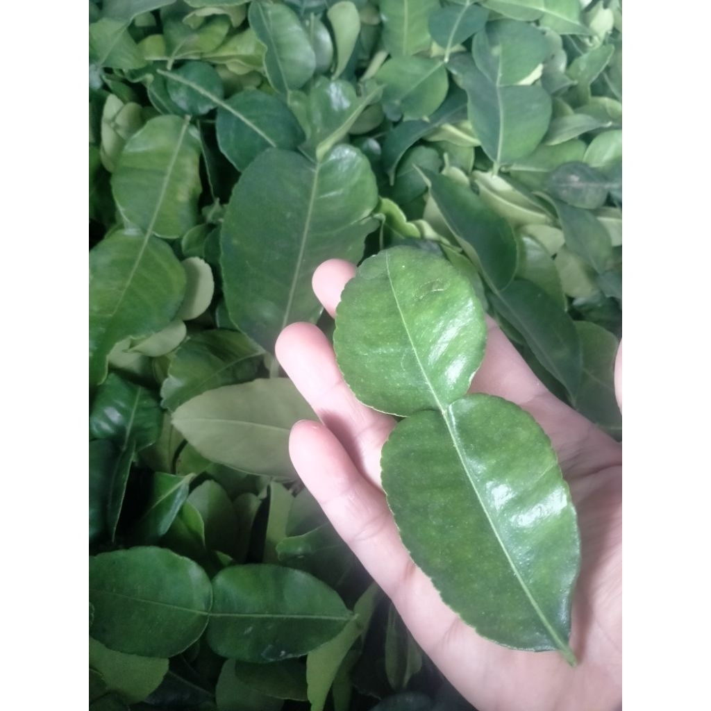 Lá Chúc tươi, lá Chanh Thái, hình số 8,   0,5kg