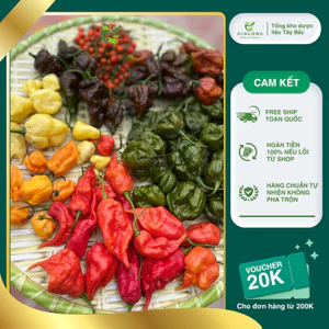 Set Ớt Siêu Cay Thách Thức Giới Hạn - Tổng Hợp Các Dòng Ớt Cay Nhất Thế Giới