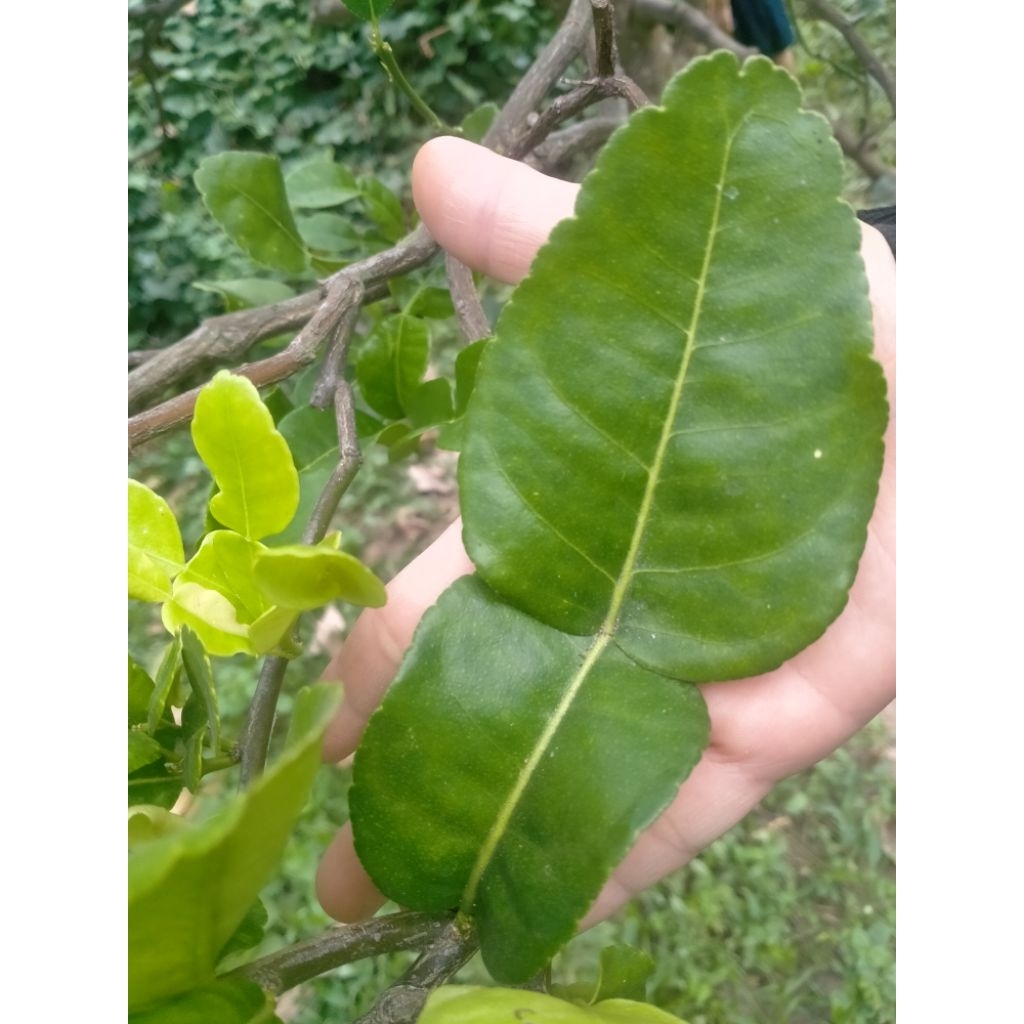 Lá Chúc tươi, lá chanh thái, hình số 8,     200g