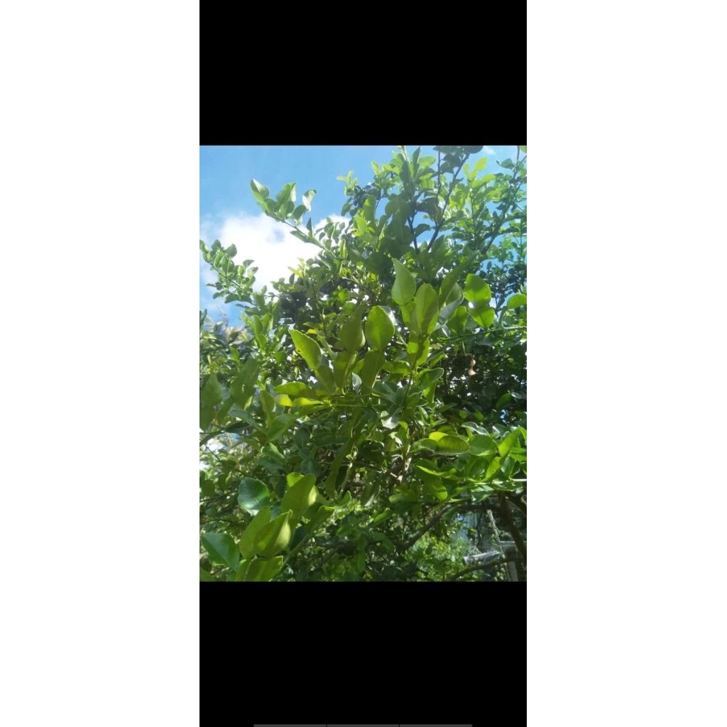 Lá Chúc tươi, lá chanh thái, hình số 8,     200g