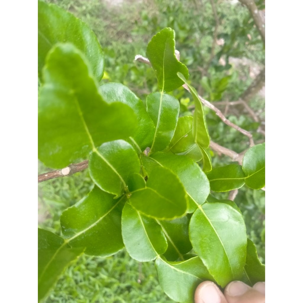 Lá Chúc tươi, lá chanh thái, hình số 8,  100g