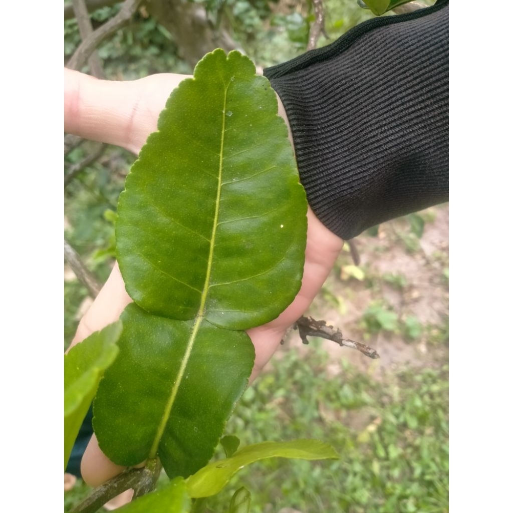Lá Chúc tươi, lá Chanh Thái, hình số 8,   0,5kg