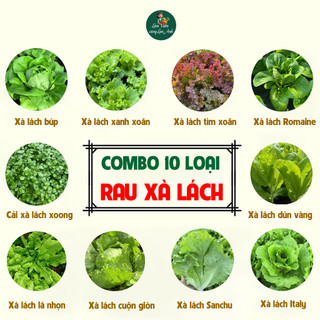 [COMBO 10 GÓI] Hạt Giống Xà Lách Dễ Trồng, Năng Suất Cao, Trồng Quanh Năm
