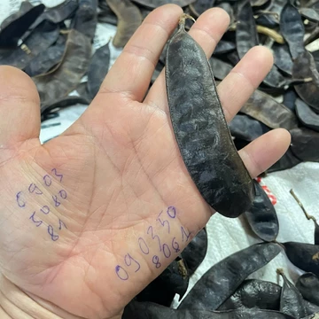Trài bồ kết khô 500g (Dầu gội đầu dưỡng sinh, dầu gội bồ kết