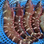 [HỎA TỐC HCM] Tôm sú khổng lồ thiên nhiên, tôm sú cáp dông h bằng công nghệ IQF giữ độ tươi ngọt tự nhiên — ảnh 3