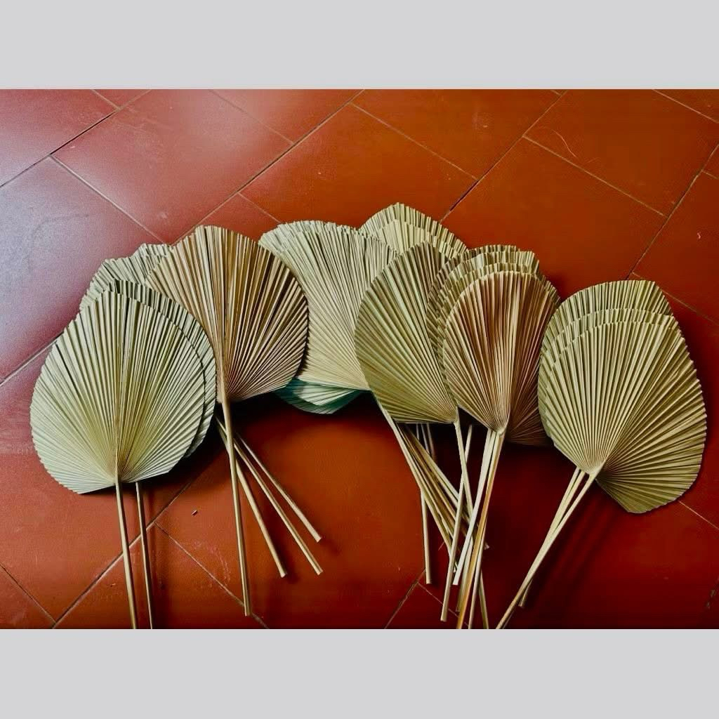 combo 10 Lá Cọ Khô Tự Nhiên Trang Trí Decor – Lá Cọ Cắm Hoa, Backdrop, Studio, Quán Cafe