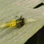 Mồi tôm giả câu lure 4,5cm 1g