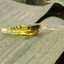 Mồi tôm giả câu lure 4,5cm 1g